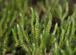 Image result for Selaginella eublepharis