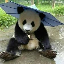 Panda Bear Lover Panosundaki Pin