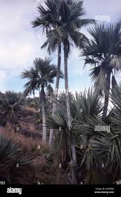 Image result for Latania loddigesii