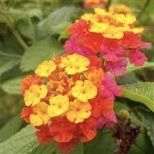 Lantana Tangerine Lantana Lantana Plant Plants