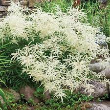 Aruncus Dioicus Dwarf Goatsbeard Kneiffii White Flowering Plants Perennials Perennial Plants
