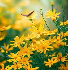 Image result for Vittaria guineensis