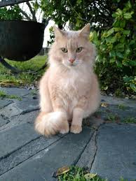 Buff Tabby Cute Animals Tabby Animals