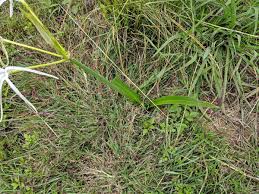 Image result for Ismene narcissiflora