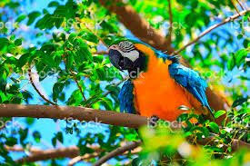 Resultat De Recherche D Images Pour Oiseau Tropical Oiseaux Tropicaux Oiseaux Tropical