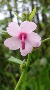 Image result for Urena