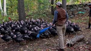 Maybe you would like to learn more about one of these? Hudson Valley Options For A Locally Sourced Thanksgiving Dinner