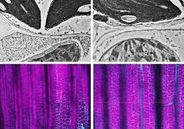 Jul 04, 2020 · plant cell diagram. Detective Work Inside Plant Cells Finds A Key Piece Of The C4 Photosynthesis Puzzle