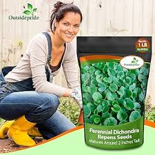 Image result for Stolzia repens