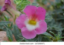 Image result for Pavetta zeyheri