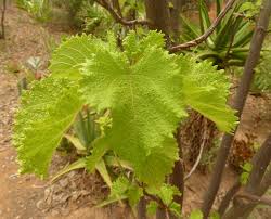 Image result for Obetia tenax