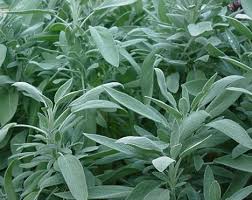 Pin On Gardening Growing And Using Herbs