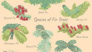 Fir tree cones forming in an upward orientation. 12 Easy To Grow Types Of Fir Trees