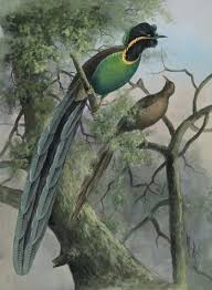 Bird Of Paradise Papua New Guinea Pin On Painters Paintings Illustrations Drawings