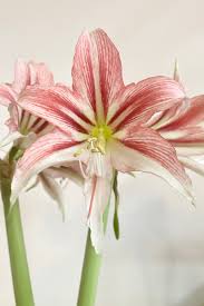 Image result for Hippeastrum