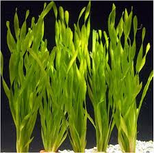 Image result for Vallisneria