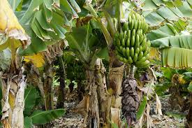 Over 213,539 banana pictures to choose from, with no signup needed. Hd Wallpaper Bananas Banana Shrub Banana Plantation Green Fruit Food Wallpaper Flare