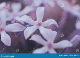 Image result for Pentanisia