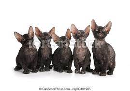 Black sphynx kittens for sale. Five Black Sphynx Kittens Sit Isolated On White Group Of Five Black Sphynx Kittens Sit Isolated On White Background Canstock