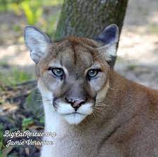 Pin On Big Cat Rescue