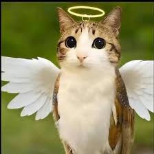 Image result for tbn:ANd9GcRWEmvaytJ1CQkSF2lgDk1_Xh0cdqytJbXz8bOBU0Ax3wsyxrU71M7YlBJP