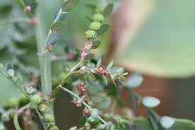 Image result for Phyllanthus fraternus