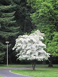 Kousa slowly grows into a lovely, small deciduous tree. Dogwood Tree Cornus Kousa Friends Of Pier Park