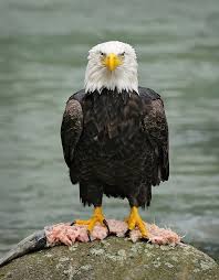 Birds That Look Like Bald Eagles Pin By Suec On It S A Wild World Out There Bald Eagle Pet Birds American Bald Eagle