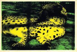 Juliao sarmento obras de arte a la venta. Contemporanea Juliao Sarmento Leopard In A Cage Projectos Ineditos 1969 2018