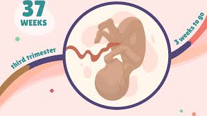 The weekly salary y is the dependent variable: 37 Weeks Pregnant Baby Development Symptoms And More