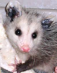 Baby Opossum Google Search Awesome Possum Cute Animals Baby Opossum