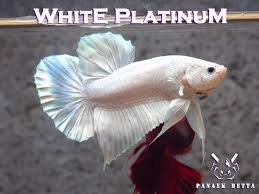 Breeding Pair White Platinum Size M Live Betta Tropical Fish Hmpk Thailand Betta Fish Bettafish Betta Fish Tropical Fish Betta