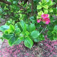 Maybe you would like to learn more about one of these? Plant Identification For A Shrub In Hampshire Uk Gardening Landscaping Stack Exchange
