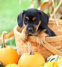 Beagle Cocker Spaniel Mix Black And Tan Pin By Barbra Harper On Pug Mixed Breeds Pug Mixed Breeds Pug Mix Pug Love