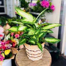 Image result for dieffenbachia flower