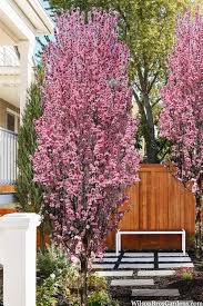 Image result for Prunus persica
