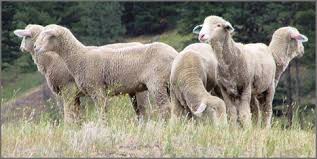 12 in san angelo this is a rambouillet sheep. Rambouillet Sheep Sheep Breeds Popular Breeds Sheep