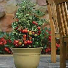 San marzano tomato plants can grow up to 62 inches high, or a little over 5. How To Grow Roma Tomatoes In Pots In India India Gardening