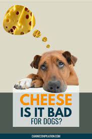 Is Cheese Bad For Dogs Can Dogs Have Cheese In 2021 Best Dog Food Dog Care Dog Food Recipes