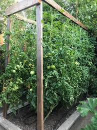 Some gardeners make permanent trellises from rebar welded in a tall rectangular shape. Our Tomato Trellis That I Designed For 2017 Was Our Best Yet Garden Layout Vegetable Vegetable Garden Layout Design Backyard Garden Diy