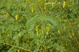 Image result for Sesbania sesban