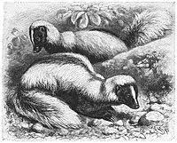 The striped skunk (mephitis mephitis) is a skunk of the genus mephitis that occurs across much of north america, including southern canada, the united states, and northern mexico. Hog Nosed Skunk Wikiwand