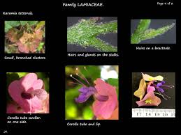 Image result for Karomia tettensis