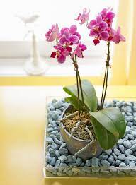 If water gets trapped in q: How To Care For Orchids Better Homes Gardens