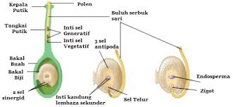Proses Pembuahan Fertilisasi Tumbuhan Angiospermae Dan Gambarnya