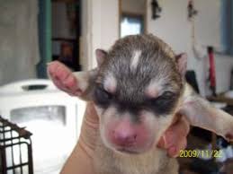 Your life becomes a lot happier, your family is they suffer from severe respiratory problems and digestive disorders. Siberian Husky Puppies In Indiana