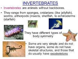 Trichoplax is the simplest animal on earth. 1 Which Of These Animals Are Called Fish But Really Aren T 2 Which Of These Animals Are Not Called Fish But Really Are 3 How Does The Body Plan Of Ppt Download