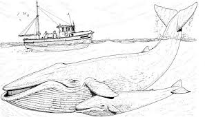 Humpback Whale Coloring Whale Coloring Pages Blue Whale Drawing Sea Animals Drawings