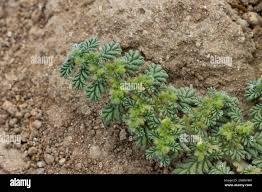 Image result for Coldenia procumbens