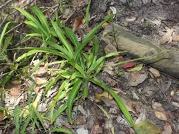 Image result for Chlorophytum macrophyllum